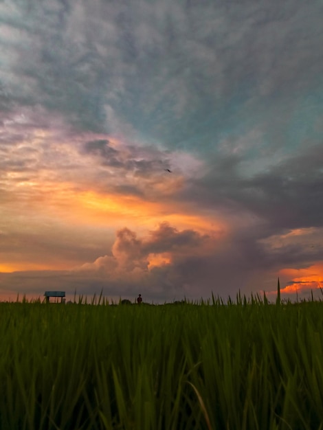 granja paisaje campo de arroz en sumatera indonesia