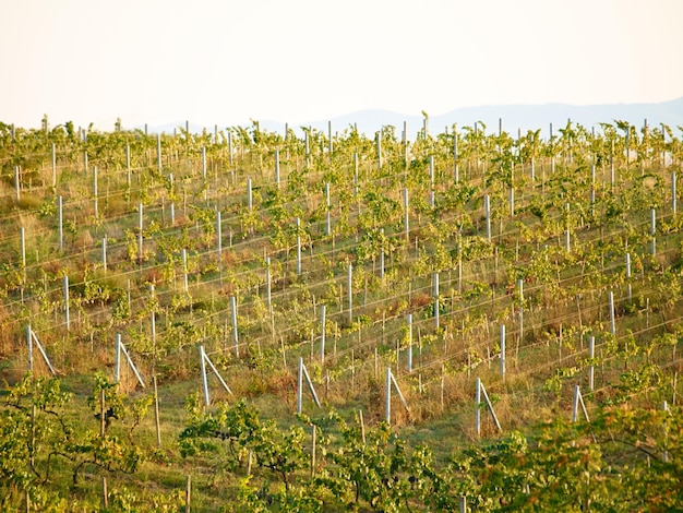 Granja paisajística de viñedos al aire libre y agricultura con hojas de plantas o sostenibilidad bajo el sol de verano Agricultura sostenible agrocampo o medio ambiente con desarrollo ecológico en la naturaleza