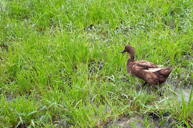 Granja de patos de corral Pato orgánico natural