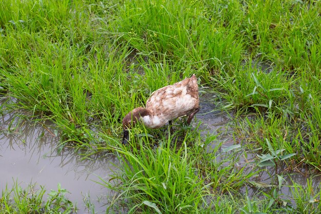 Granja de patos de corral Pato orgánico natural