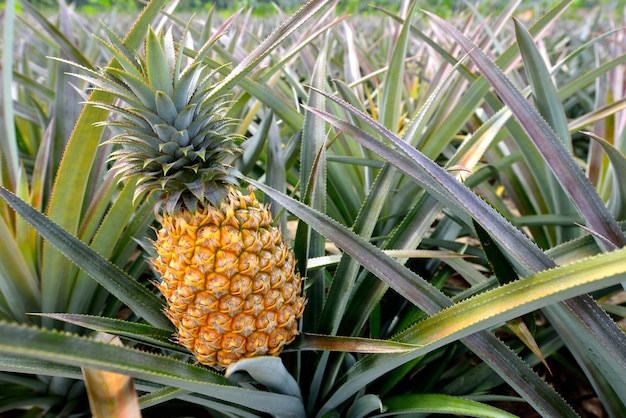 Granja de piña