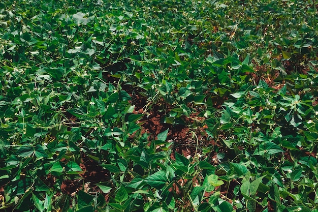 Foto granja de plantación de judías verdes de soja en un día soleado de primavera al lado de una carretera en brasil