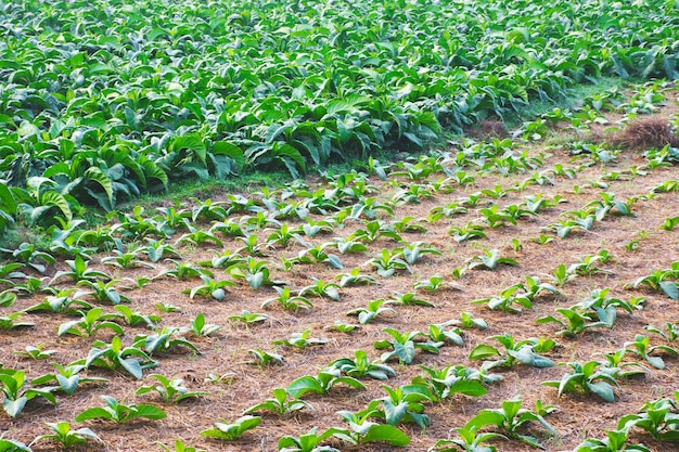 Granja de plantación de tabaco común