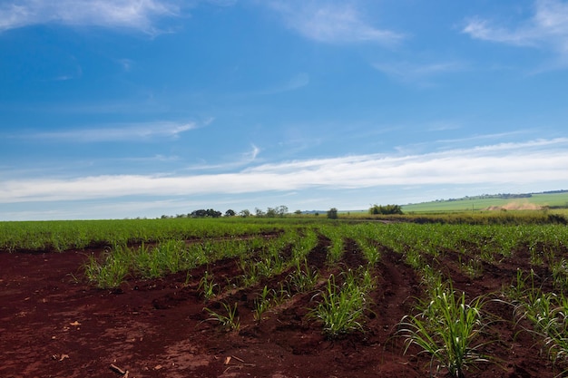 Granja de plantaciones de caña de azúcar con cielo cinematográfico lleno de nubes y puesta de sol Campo de granja en un día soleado