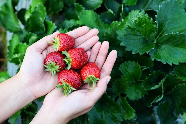 Granja de plantas de fresa campo de fresas maduras frescas para cosechar fresas recogiendo a mano en el jardín fruta recolectada fresa en verano