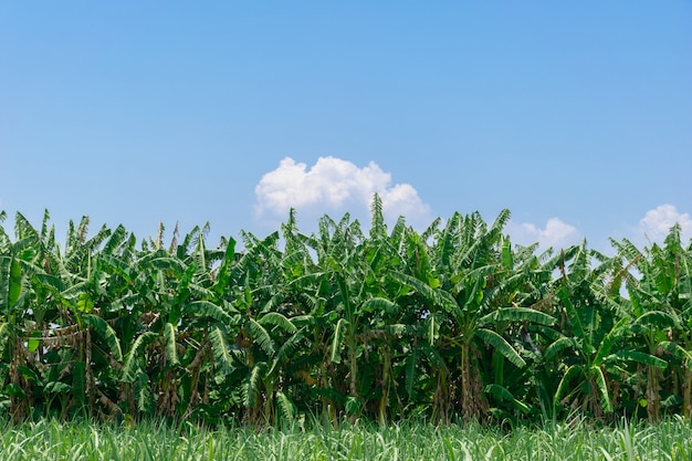 granja, plátano, árbol, verde, cielo brillante, fondo