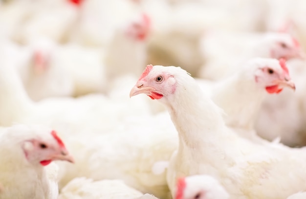 Granja de pollos en interiores, alimentación de pollos