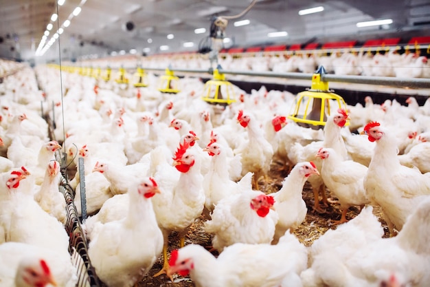 Granja de pollos en interiores, alimentación de pollos