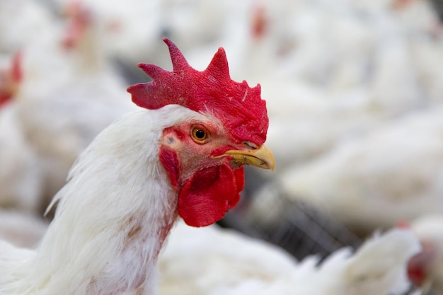 granja de pollos