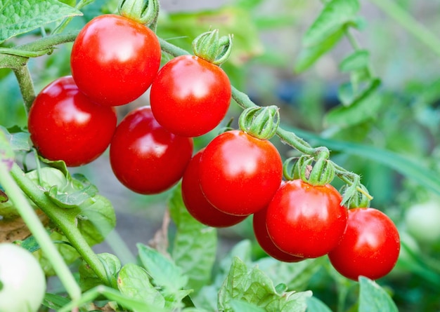 Granja de sabrosos tomates cherry rojos en los arbustos