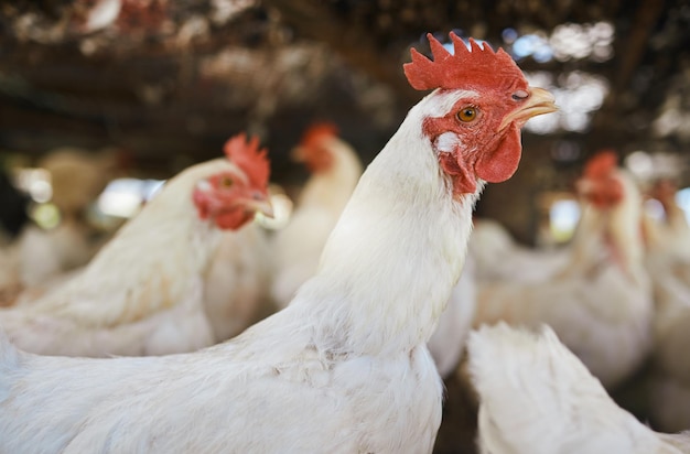 Granja de sustentabilidad con zoom de pollo y aves en el pasto sin personas en el campo Campo de producción agrícola y negocio de ovoproductos de ganado y animales para una agricultura ecológica sostenible