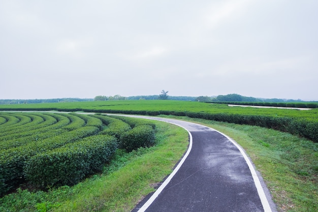 Granja de té y carretera