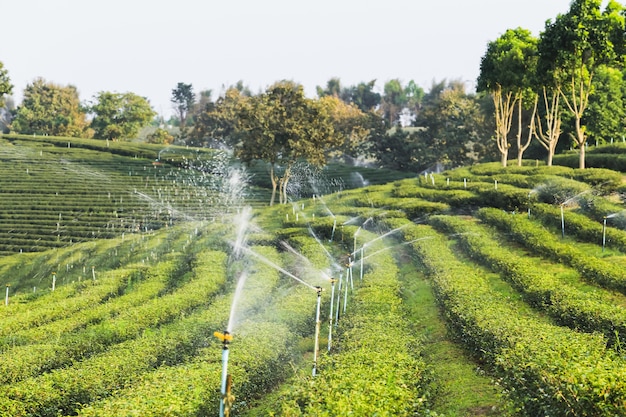 Granja de té en chiang rai, Tailandia