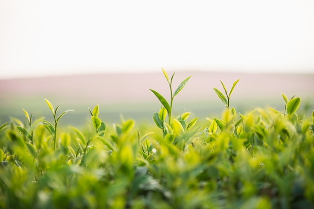 Granja de té en la mañana