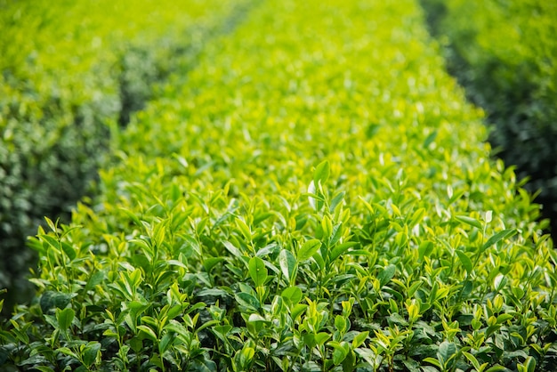 Granja de té en la mañana