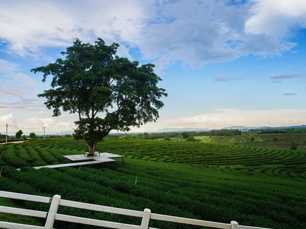 Granja de té verde en chiang rai, Tailandia