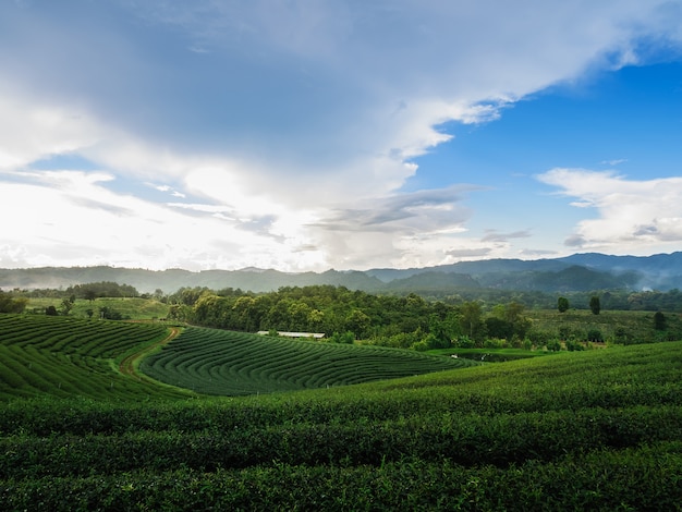 Granja de té verde en chiang rai, Tailandia