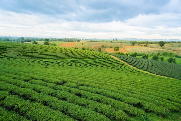 Granja de té verde, Chiang Rai