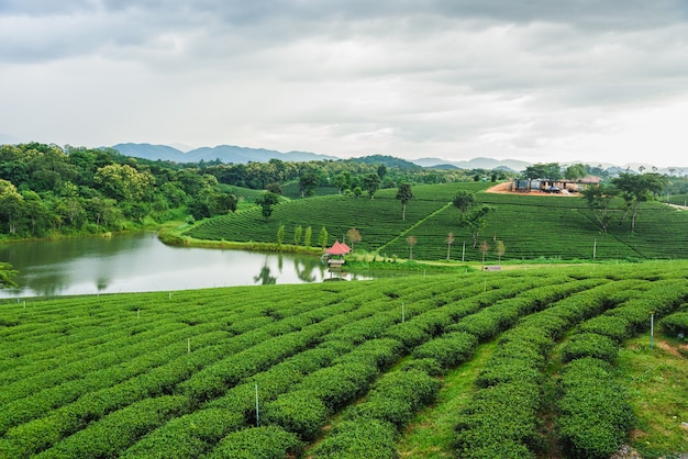 Granja de té verde, Chiang Rai