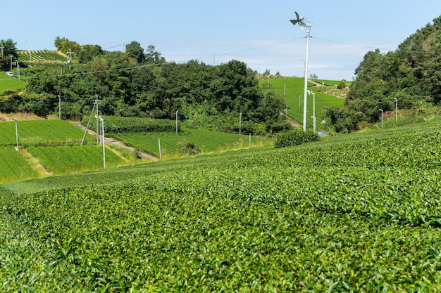 Granja de té verde fresco