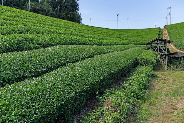 Granja de té verde fresco