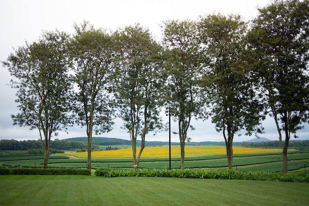 granja de té verde en la mañana