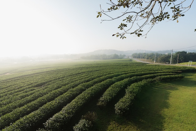 Granja de té verde en la mañana