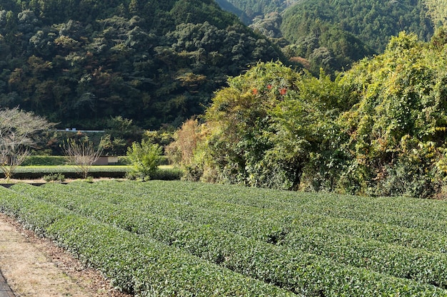 granja de té verde