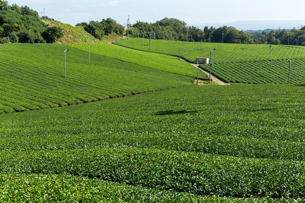 granja de té verde