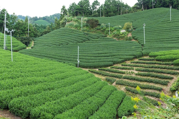 granja de té verde