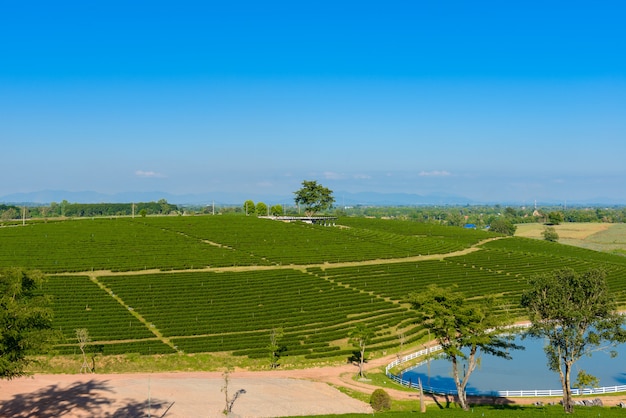 Foto granja de té verde