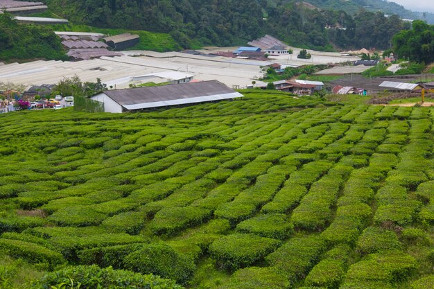 Granja de té