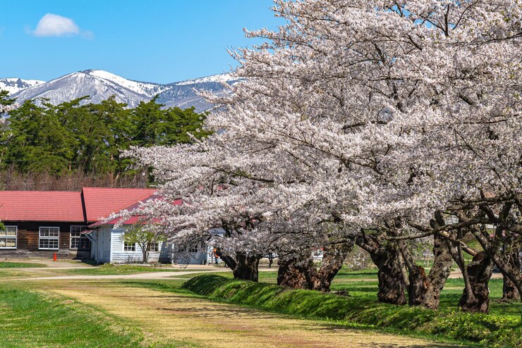 Granja en la temporada de flor de cerezo de primavera Abril Mayo en un día soleado por la mañana