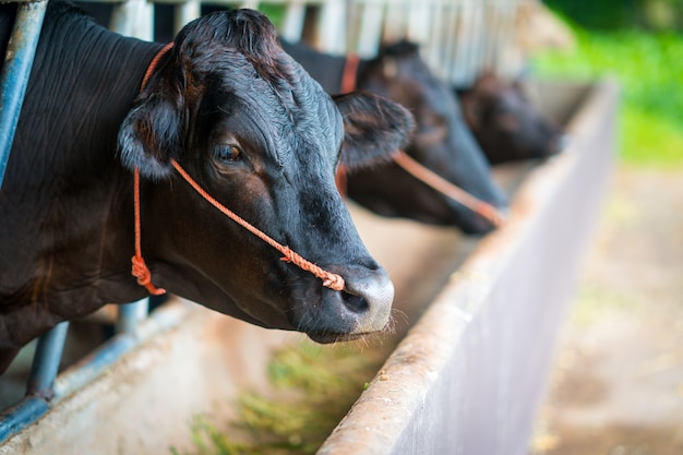 Granja de vacas para la industria de la carne