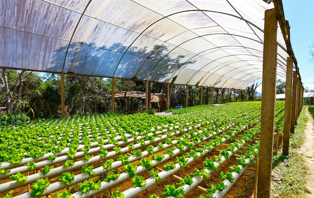 Granja de vegetales hidropónicos