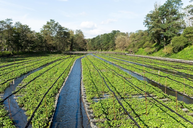 Granja de wasabi verde