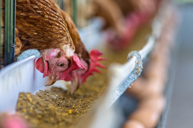 Foto granjas avícolas gran jaula llena de huevos de gallina marrones