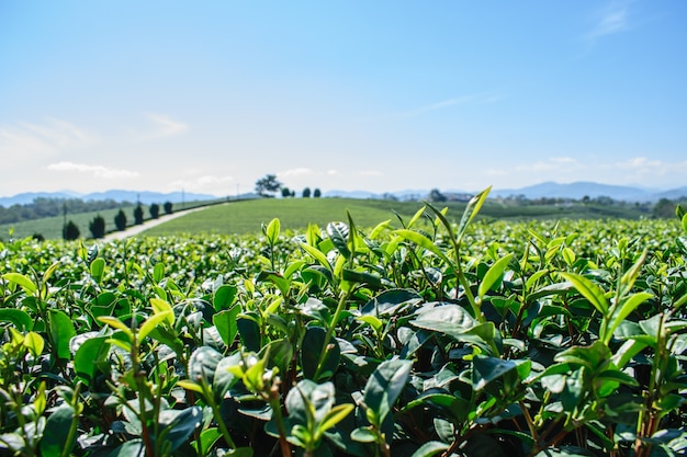 Foto granjas orgánicas del té verde en mesetas en el campo de tailandia