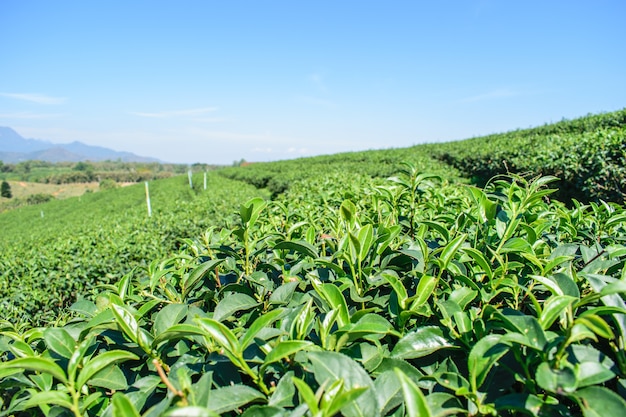 Foto granjas orgánicas del té verde en mesetas en el campo de tailandia