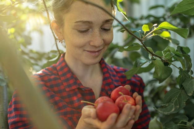 La granjera está arrancando una cosecha fresca de manzanas rojas orgánicas en su jardín de otoño