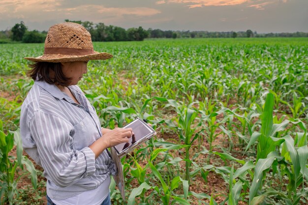 Granjera que trabaja en la granja de maízRecopilar datos sobre el crecimiento de las plantas de maízElla sostiene una computadora con tableta táctil