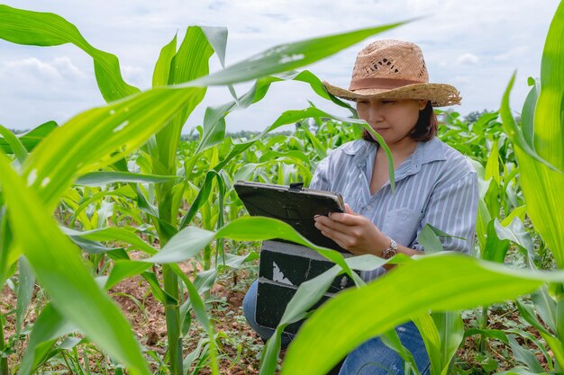 Granjera que trabaja en la granja de maízRecopilar datos sobre el crecimiento de las plantas de maízElla sostiene una computadora con tableta táctil