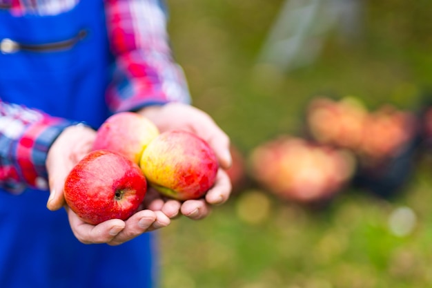 Granjero abuelo pensionista sosteniendo en las manos grupo de manzanas frescas contra la plantación de manzanos al aire libre Vista recortada