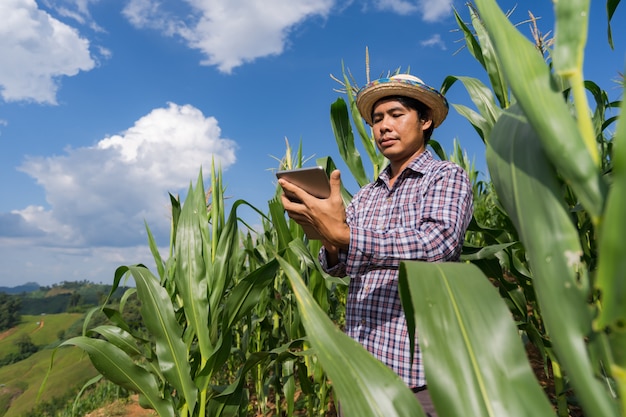 Granjero adulto con tableta en campo de maíz bajo un cielo azul en verano