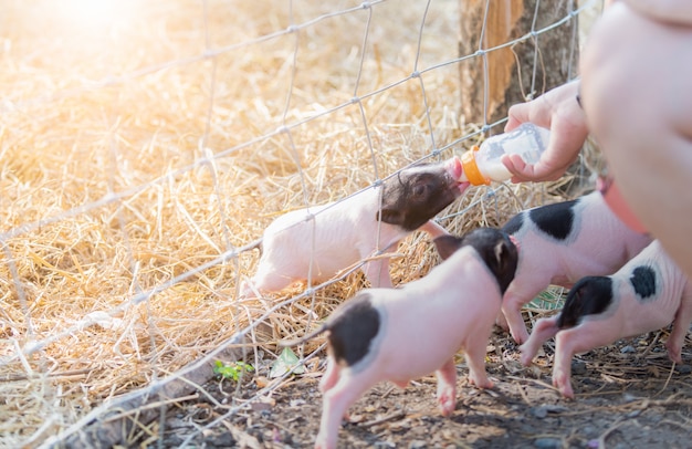 Foto granjero alimentando leche al cochinillo en granja