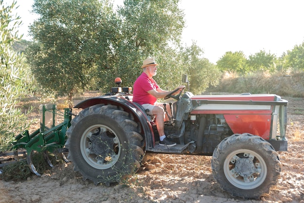 Un granjero anciano conduciendo su tractor a través de un huerto de olivos en un día soleado