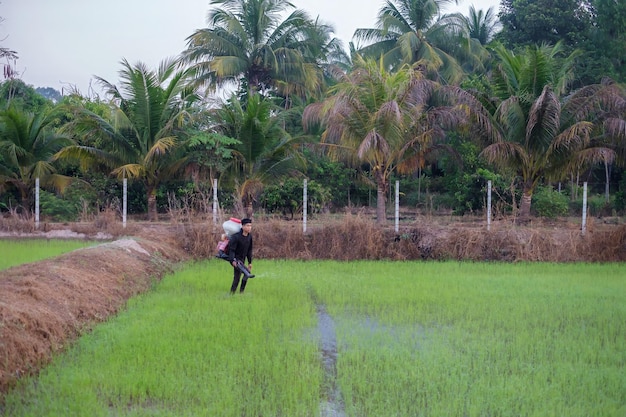 Un granjero de Asia está usando un Knapsack Mist Duster para plantar fertilizantes químicos en su granja de arroz verde