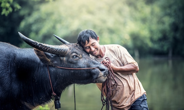 Granjero asiático y búfalo de agua en granja