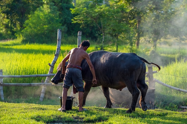 Granjero asiático con búfalos en el campo de arroz, el hombre asiático ama y baña a su búfalo en el campo de Tailandia.