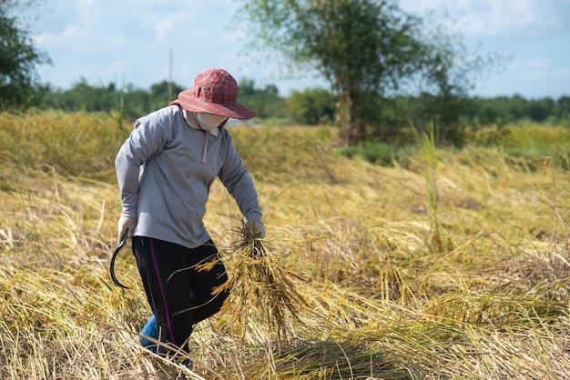 Granjero asiático en campo. Cosecha del agricultor en la temporada de cosecha.